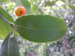 Elaeodendron australe australe