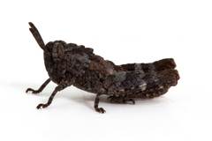 Cirphula pyrrhocnemis