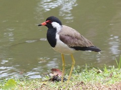Vanellus indicus