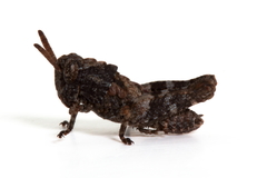 Cirphula pyrrhocnemis