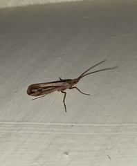 Limnephilus ornatus