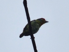 Psilopogon rubricapillus