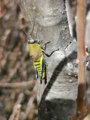 Perixerus