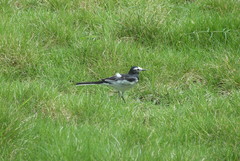 Motacilla alba