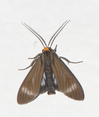 Delphyre testacea