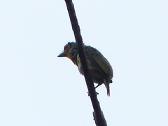 Psilopogon rubricapillus