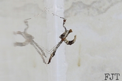 Lineodes triangulalis