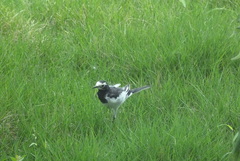 Motacilla alba