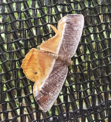 Opisthoxia