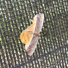 Opisthoxia
