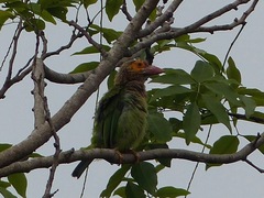 Psilopogon zeylanicus