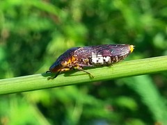 Homalodisca ichthyocephala