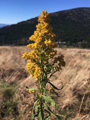 Solidago glomerata