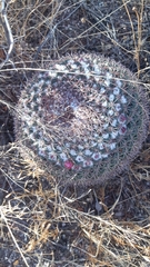 Mammillaria wagneriana