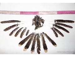 Antrostomus arizonae