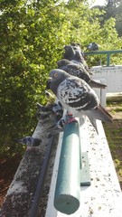 Columba livia domestica