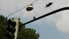Columba livia domestica