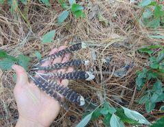 Antrostomus arizonae