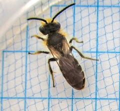 Andrena