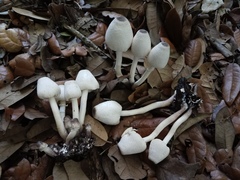 Leucocoprinus brebissonii