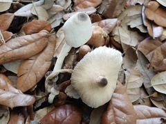 Leucocoprinus brebissonii