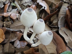 Leucocoprinus brebissonii