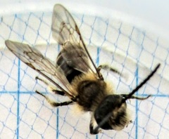Andrena