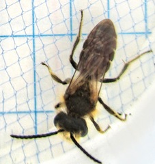 Andrena