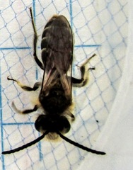 Andrena