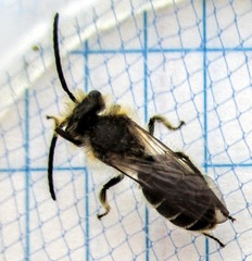 Andrena