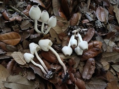 Leucocoprinus brebissonii