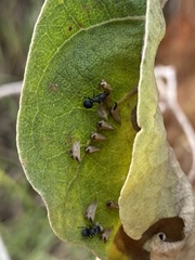 Enchenopa brasiliensis