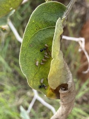 Enchenopa brasiliensis