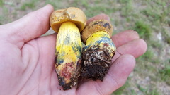 Boletus luridellus