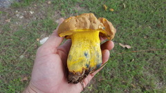Boletus luridellus