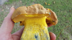 Boletus luridellus