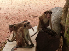 Macaca sinica