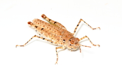 Urnisiella