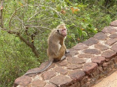 Macaca sinica