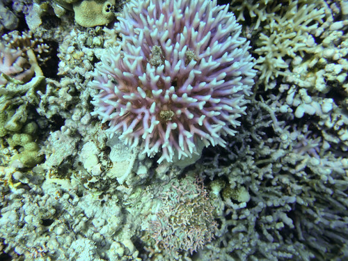 Seriatopora caliendrum