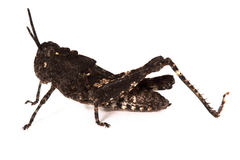Cirphula jungi