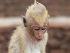 Macaca sinica