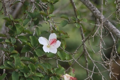 Hibiscus waimeae