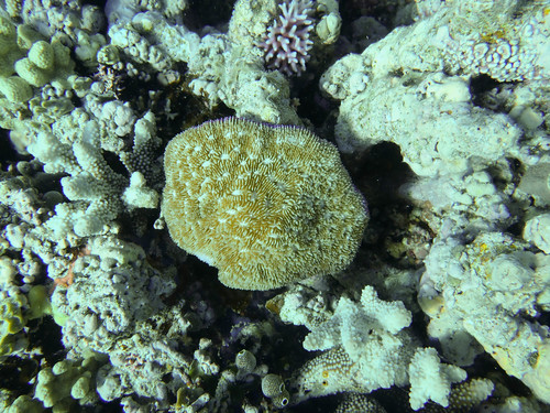 Halomitra pileus