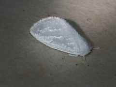 Euzora collucens