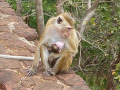 Macaca sinica