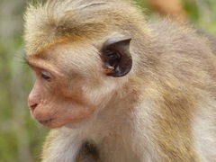 Macaca sinica