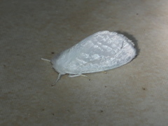 Euzora collucens