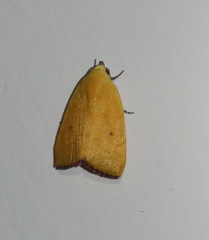 Earias luteolaria