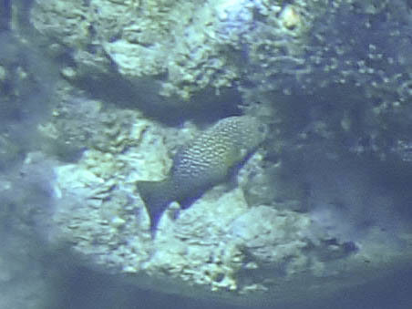 Cephalopholis cyanostigma